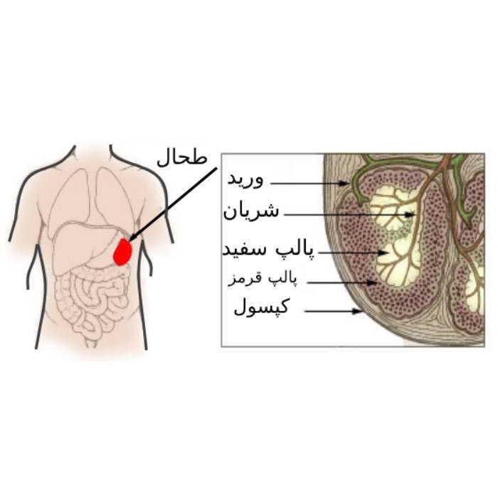 دشمن طحال