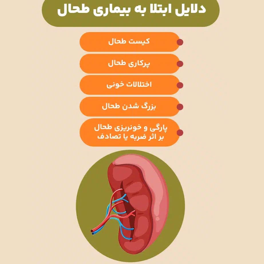 طحال چیست ؟ طحال کجاست ؟